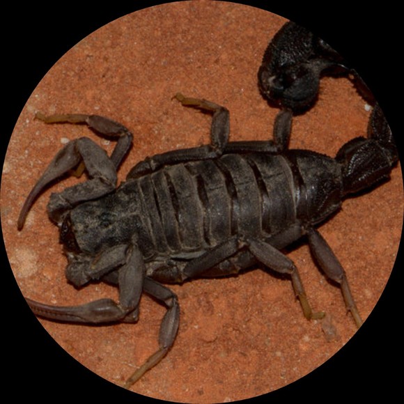 Meet your Posher, Alakran - Picture 1 of 1